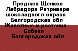 Продажа Щенков Лабрадора Ретривера шоколадного окраса - Белгородская обл. Животные и растения » Собаки   . Белгородская обл.